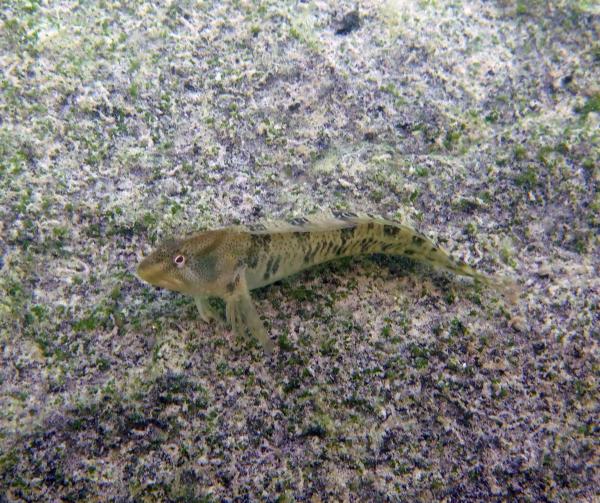 Poissons de Suisse Blennie fluviatile ou cagnetta  - Salaria fluviatilis 