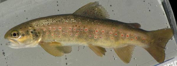 Fischen der Schweiz Adriatische Forelle oder Trota fario  - Salmo cenerinus 