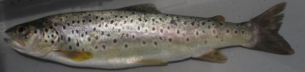 Fischen der Schweiz Schwarzmeerforelle oder Donauforelle - Salmo labrax 