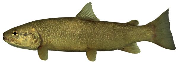 Poissons de Suisse Truite marbrée  - Salmo marmoratus 