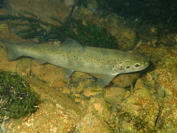Fischen der Schweiz Zebraforelle  - Salmo rhodanensis 