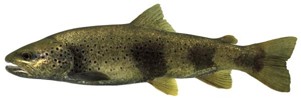 Fischen der Schweiz Zebraforelle  - Salmo rhodanensis 