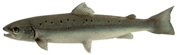 Fischen der Schweiz Atlantischer Lachs - Salmo salar 