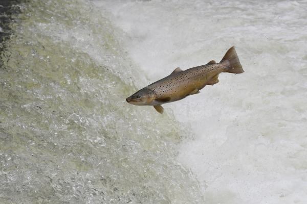 Fischen der Schweiz Atlantische Forelle - Salmo trutta 