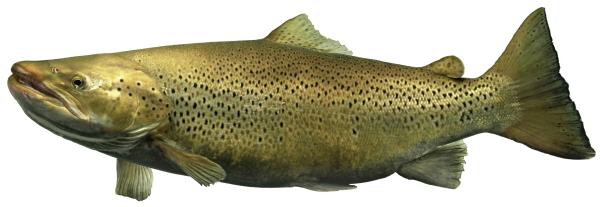 Fischen der Schweiz Atlantische Forelle - Salmo trutta 