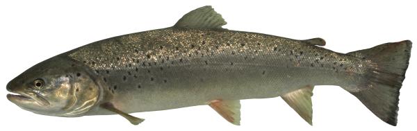 Fischen der Schweiz Atlantische Forelle - Salmo trutta 