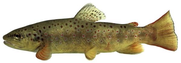 Fischen der Schweiz Atlantische Forelle - Salmo trutta 