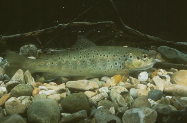 Fischen der Schweiz Atlantische Forelle - Salmo trutta 