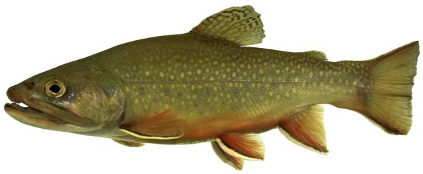 Les espèces néozones de Suisse Saumon de fontaine  - Salvelinus  fontinalis 