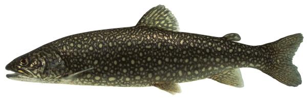 Les espèces néozones de Suisse Truite des lacs canadiens (cristivomer)  - Salvelinus  namaycush 