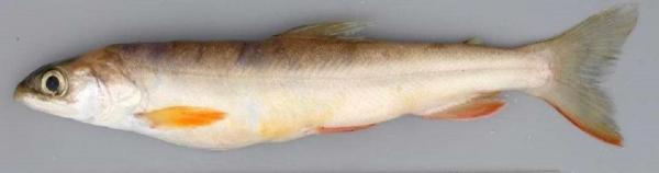 Fischen der Schweiz Tiefseesaibling  - Salvelinus profundus 