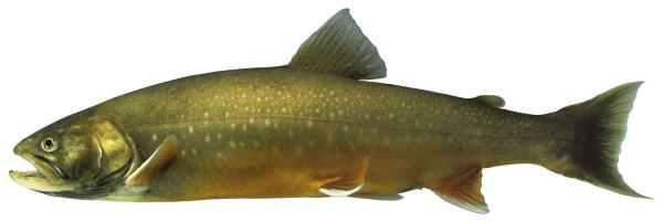 Fischen der Schweiz Seesaibling  - Salvelinus umbla 