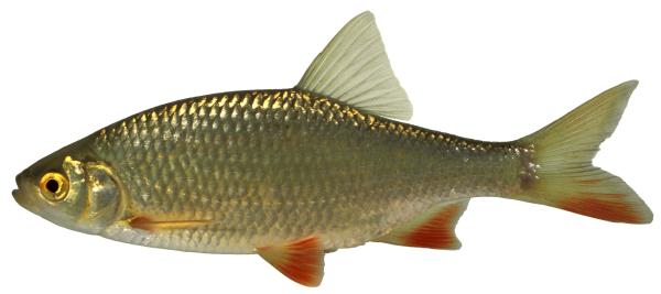Poissons de Suisse Rotengle commun - Scardinius erythrophthalmus 