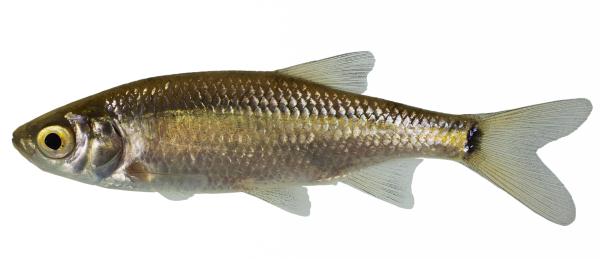 Poissons de Suisse Scardola italiana  - Scardinius hesperidicus 