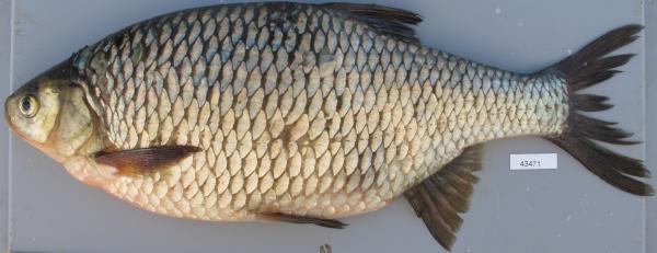 Poissons de Suisse Scardola italiana  - Scardinius hesperidicus 