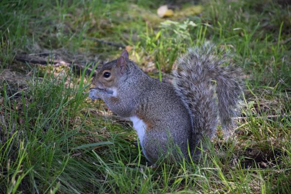 Les espèces néozones de Suisse Écureuil gris - Sciurus carolinensis