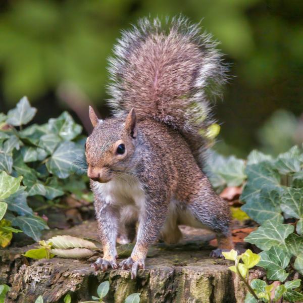 Les espèces néozones de Suisse Écureuil gris - Sciurus carolinensis