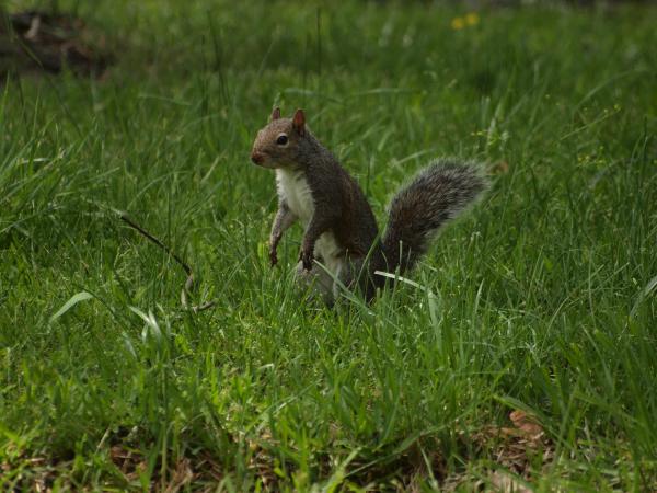 Les espèces néozones de Suisse Écureuil gris - Sciurus carolinensis