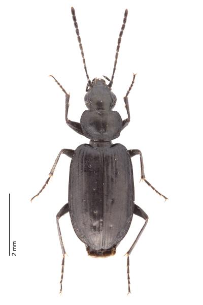  - Sericoda quadripunctata