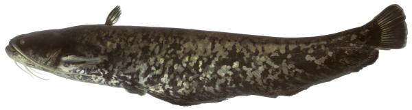 Poissons de Suisse Silure glâne  - Silurus glanis 