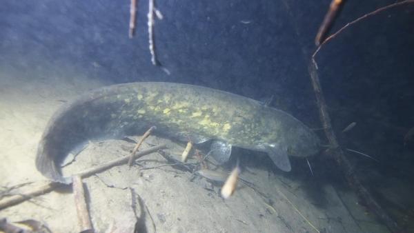 Poissons de Suisse Silure glâne  - Silurus glanis 
