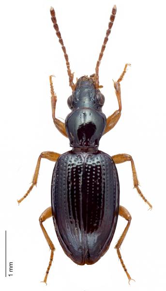   - Sinechostictus decoratus