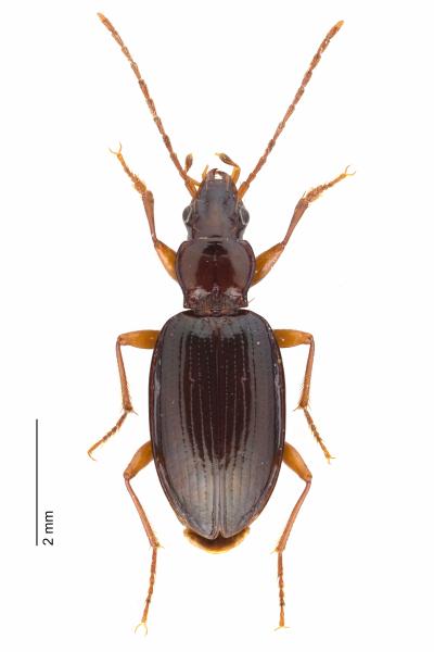   - Sinechostictus doderoi