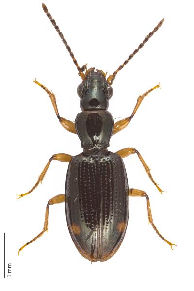   - Sinechostictus effluviorum