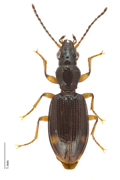   - Sinechostictus elongatus