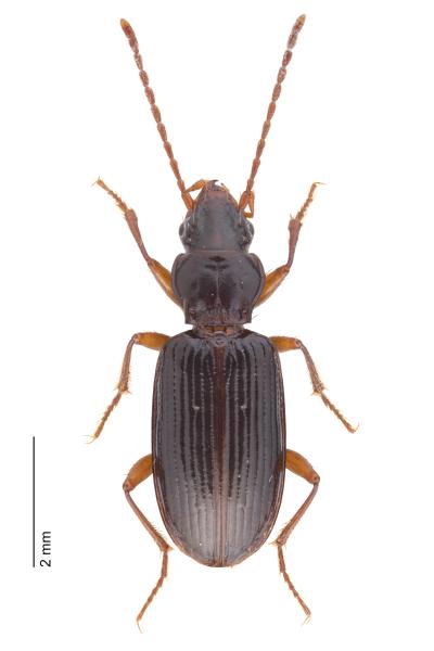   - Sinechostictus inustus