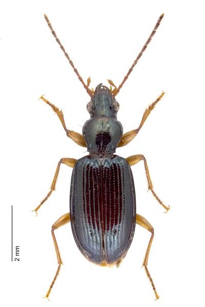   - Sinechostictus ruficornis
