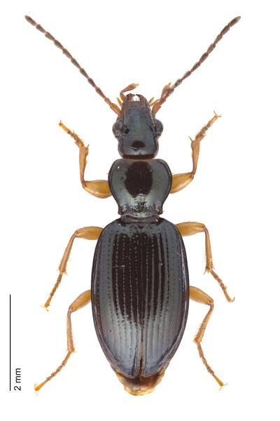   - Sinechostictus stomoides stomoides