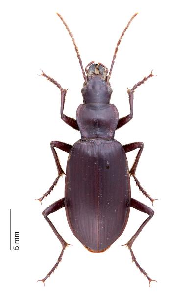 Carabes de Suisse  - Sphodrus leucophthalmus