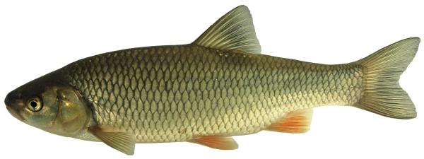 Fischen der Schweiz Alet  - Squalius cephalus 