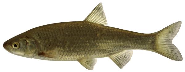 Fischen der Schweiz Cavedano italico - Squalius squalus 
