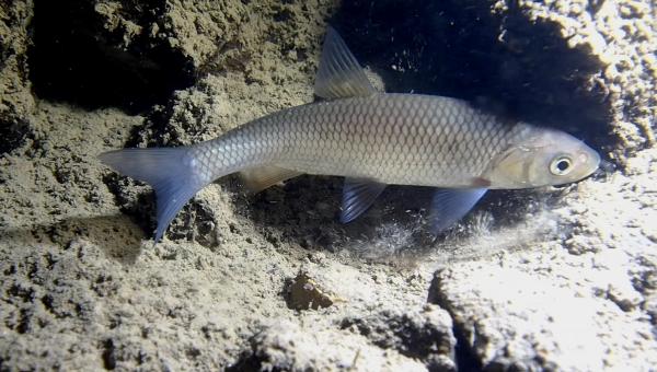 Fischen der Schweiz Alet  - Squalius cephalus 