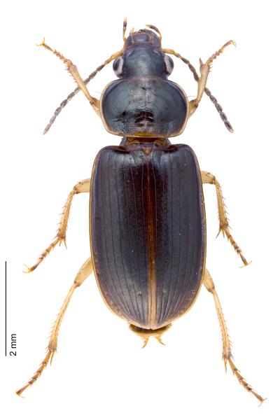   - Stenolophus marginatus