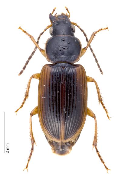   - Stenolophus mixtus