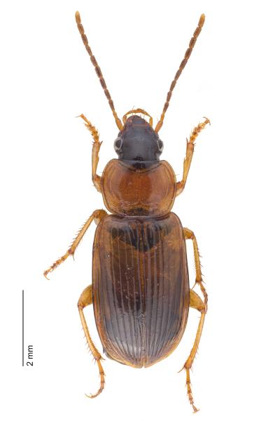   - Stenolophus skrimshiranus