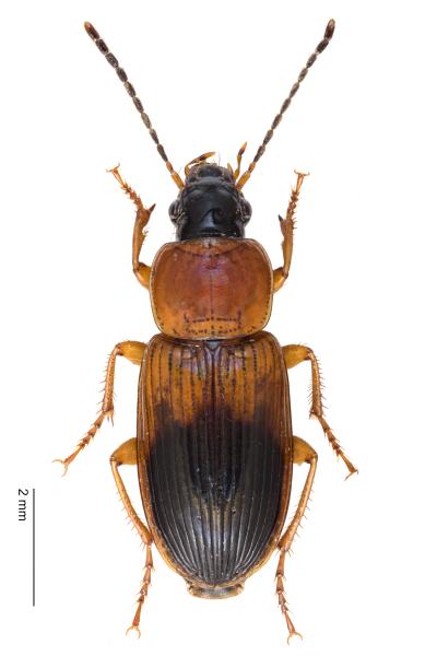   - Stenolophus teutonus