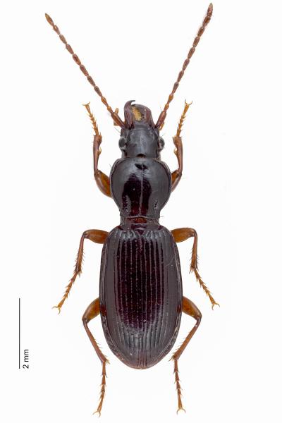   - Stomis pumicatus pumicatus
