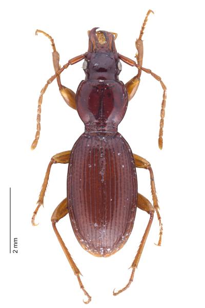   - Stomis rostratus rostratus
