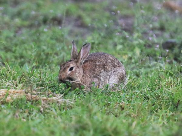 Les espèces néozones de Suisse Lapin de Floride - Sylvilagus floridanus