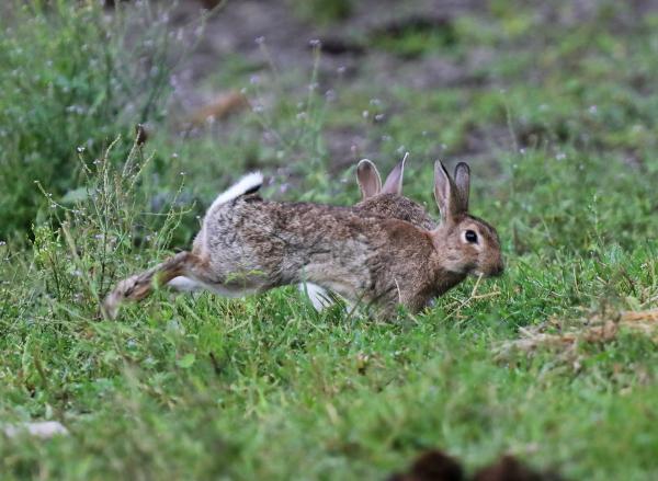 Les espèces néozones de Suisse Lapin de Floride - Sylvilagus floridanus