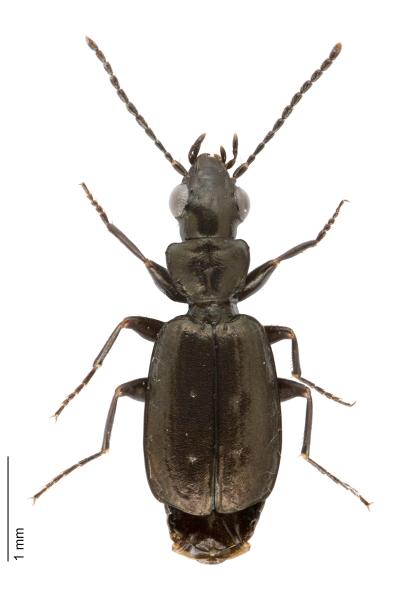 Carabes de Suisse  - Syntomus foveatus
