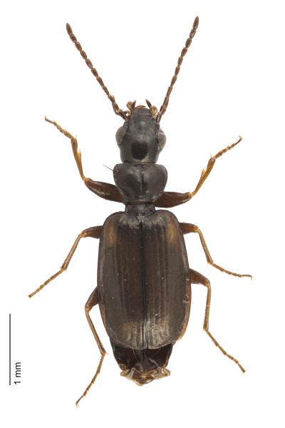 Carabes de Suisse  - Syntomus obscuroguttatus