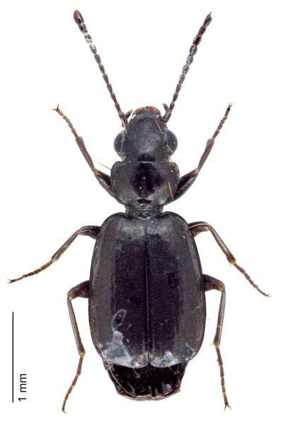 Carabes de Suisse  - Syntomus truncatellus