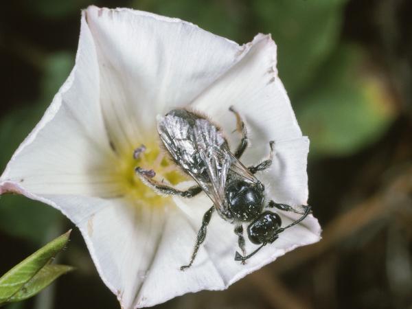 Wildbienen der Schweiz Kleine Spiralhornbiene - Systropha curvicornis