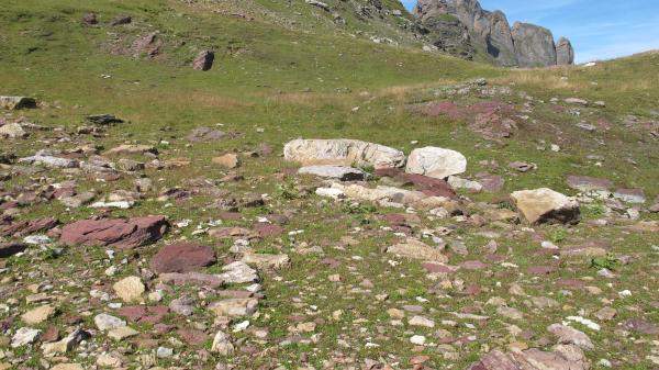 Carabes de Suisse  - Trechus glacialis