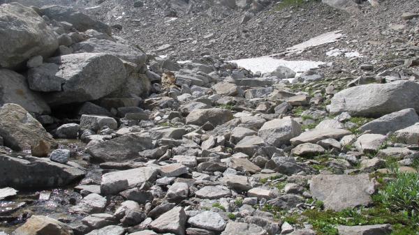 Carabes de Suisse  - Trechus strigipennis